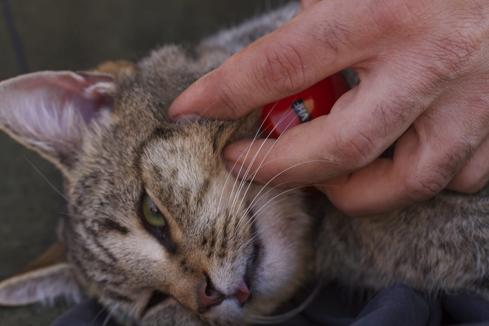 WAFCWG WA Feral Cat Working Group